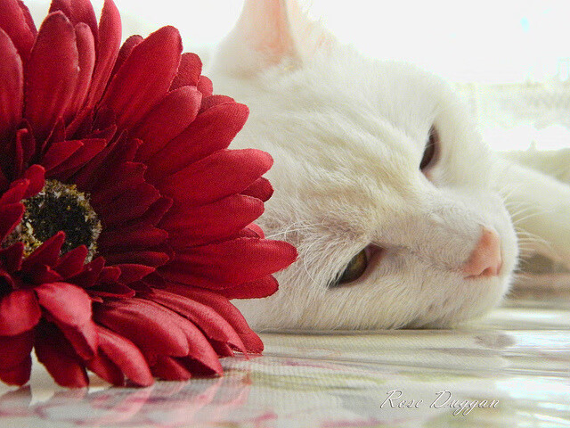 意甲焦点战之夜，奥利维耶关键节点连续得分，改写争冠格局